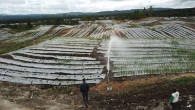 Janganlah Mematikan Petani Tradisional: Kritik Program Food Estate Jokowi dan Anies Baswedan