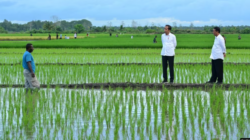 Aktivis Papua Mendorong Dihentikannya Proyek Sawah Satu Juta Hektar di Merauke