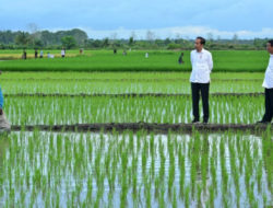 Aktivis Papua Mendorong Dihentikannya Proyek Sawah Satu Juta Hektar di Merauke