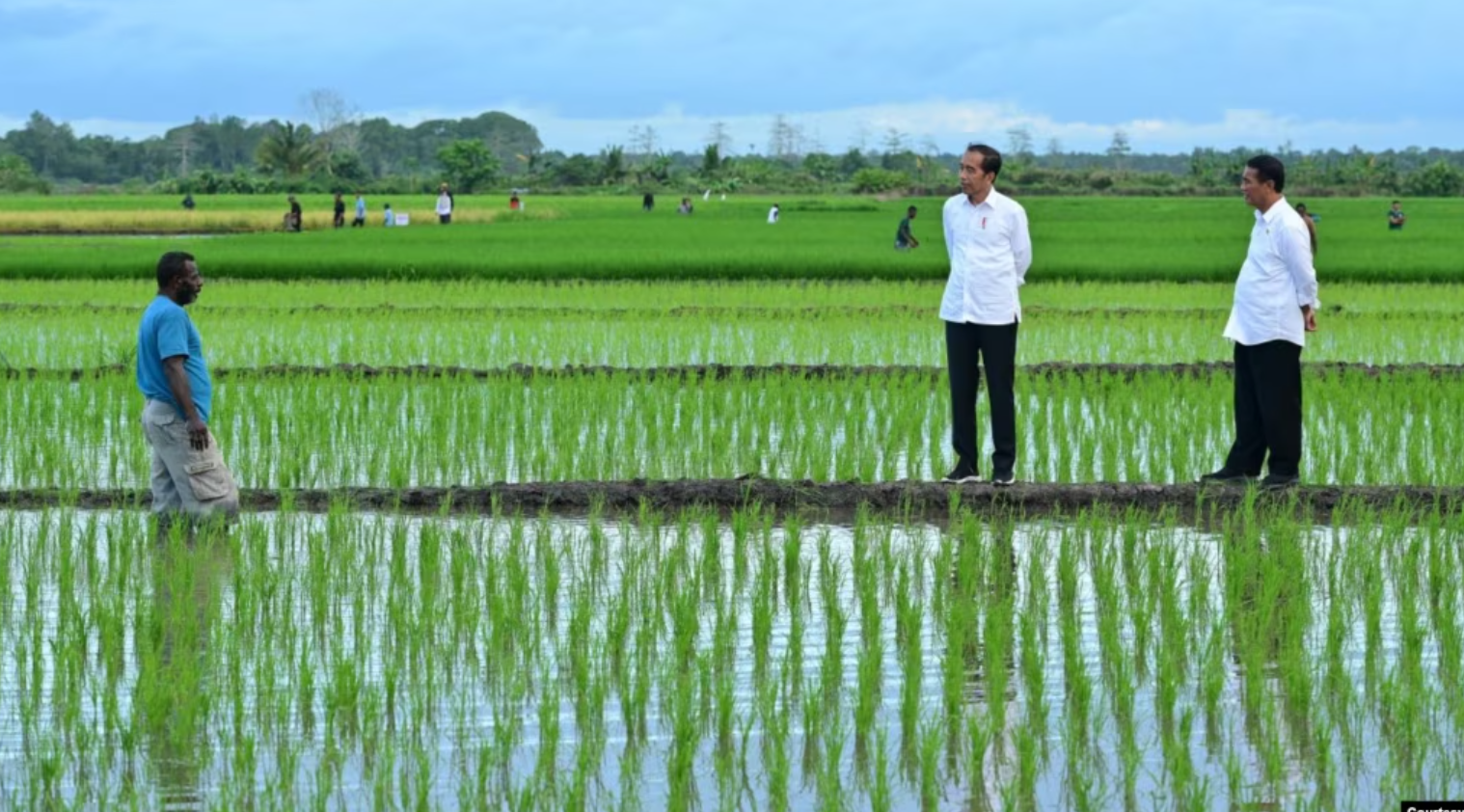 Aktivis Papua Mendorong Dihentikannya Proyek Sawah Satu Juta Hektar di Merauke