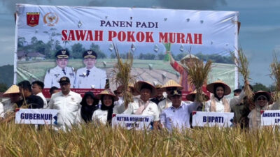 Peningkatan Hasil Panen Sawah Pokok Murah di Sumbar 10%
