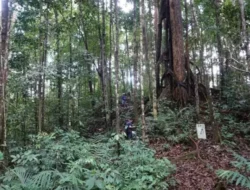 Kemenhut RI Umumkan Dua Spesies Anggrek Kalimantan